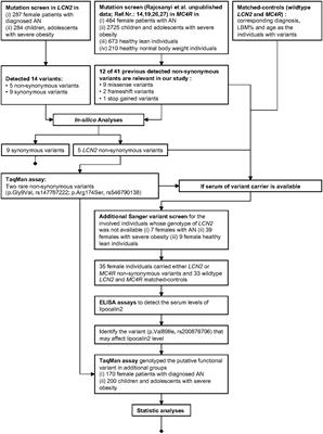 Lipocalin 2 – mutation screen and serum levels in patients with anorexia nervosa or obesity and in lean individuals